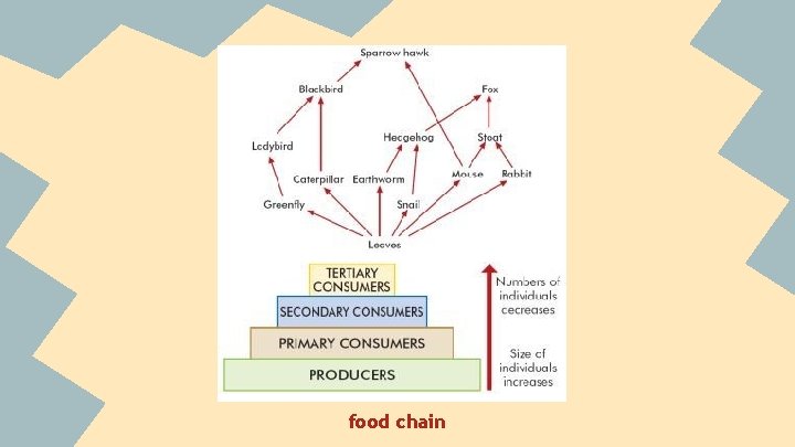 food chain 