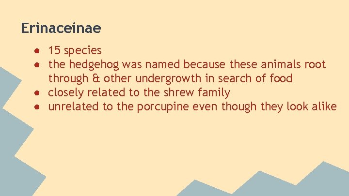 Erinaceinae ● 15 species ● the hedgehog was named because these animals root through