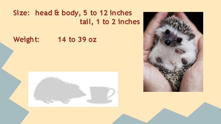 Size: head & body, 5 to 12 inches tail, 1 to 2 inches Weight:
