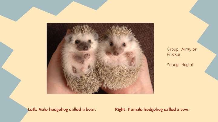 Group: Array or Prickle Young: Hoglet Left: Male hedgehog called a boar. Right: Female