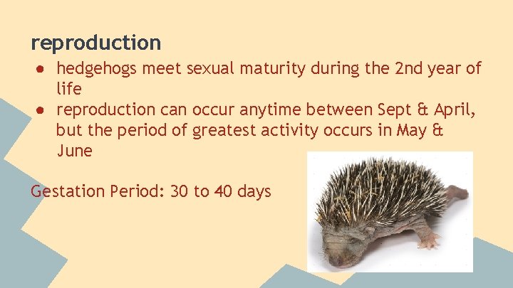 reproduction ● hedgehogs meet sexual maturity during the 2 nd year of life ●