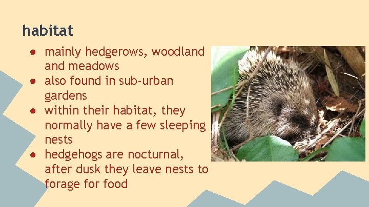 habitat ● mainly hedgerows, woodland meadows ● also found in sub-urban gardens ● within