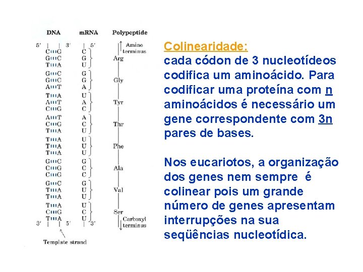Colinearidade: cada códon de 3 nucleotídeos codifica um aminoácido. Para codificar uma proteína com