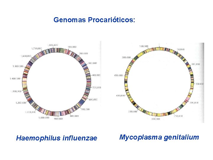 Genomas Procarióticos: Haemophilus influenzae Mycoplasma genitalium 