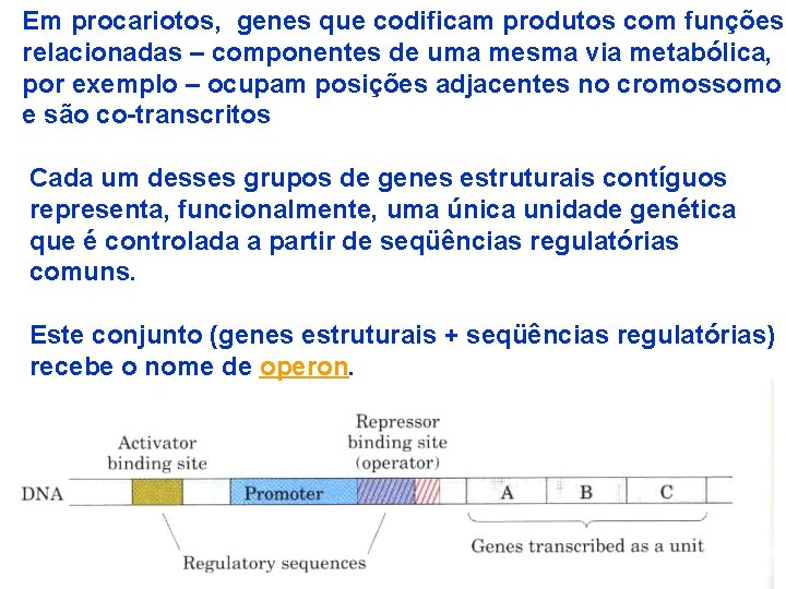 Em procariotos, genes que codificam produtos com funções relacionadas – componentes de uma mesma