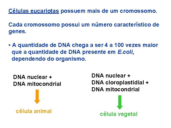 Células eucariotas possuem mais de um cromossomo. Cada cromossomo possui um número característico de