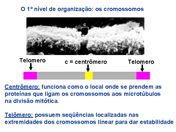 O 1º nível de organização: os cromossomos Telomero c = centrômero Telomero Centrômero: funciona