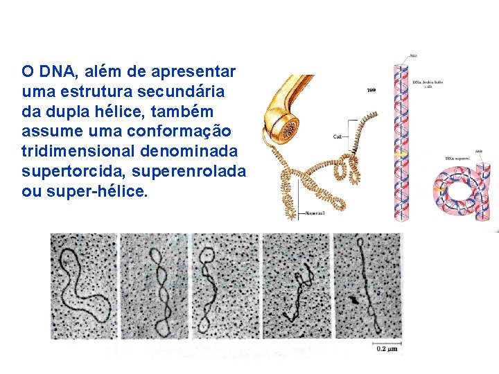 O DNA, além de apresentar uma estrutura secundária da dupla hélice, também assume uma