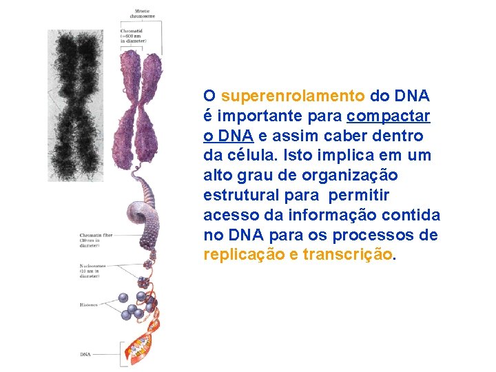 O superenrolamento do DNA é importante para compactar o DNA e assim caber dentro