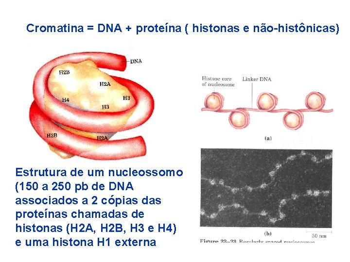 Cromatina = DNA + proteína ( histonas e não-histônicas) Estrutura de um nucleossomo (150