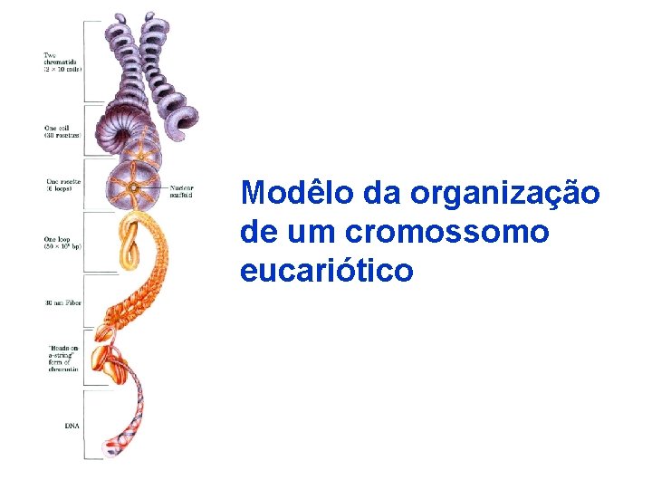 Modêlo da organização de um cromossomo eucariótico 