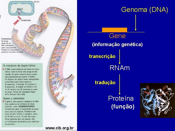 Genoma (DNA) Gene (informação genética) transcrição RNAm tradução Proteína (função) www. cib. org. br