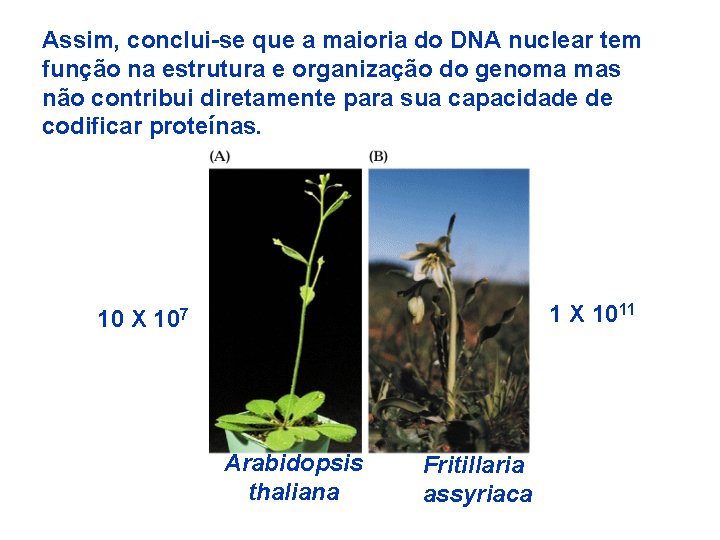 Assim, conclui-se que a maioria do DNA nuclear tem função na estrutura e organização
