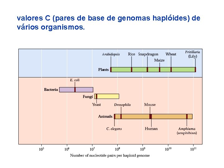 valores C (pares de base de genomas haplóides) de vários organismos. 