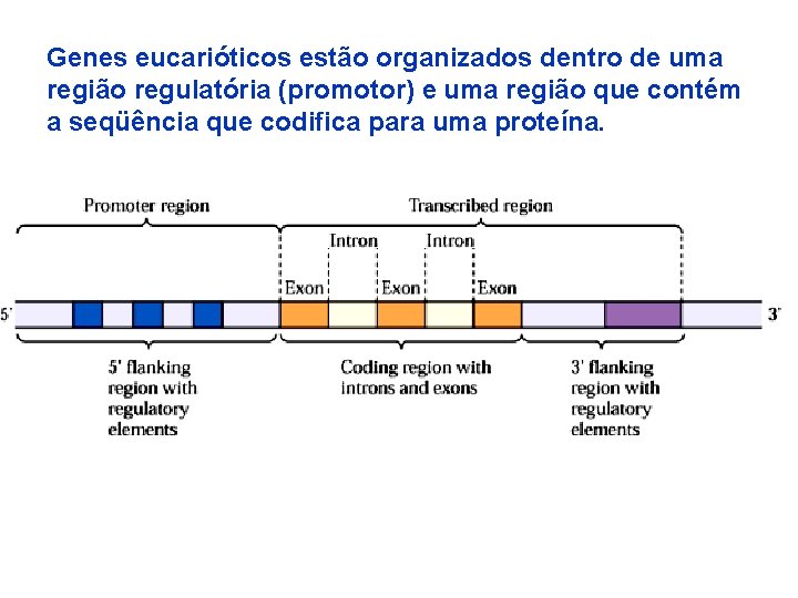 Genes eucarióticos estão organizados dentro de uma região regulatória (promotor) e uma região que