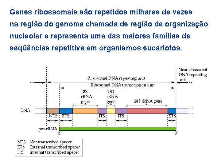 Genes ribossomais são repetidos milhares de vezes na região do genoma chamada de região
