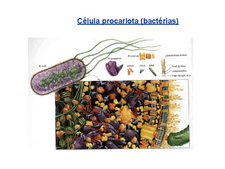 Célula procariota (bactérias) 