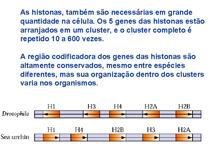 As histonas, também são necessárias em grande quantidade na célula. Os 5 genes das