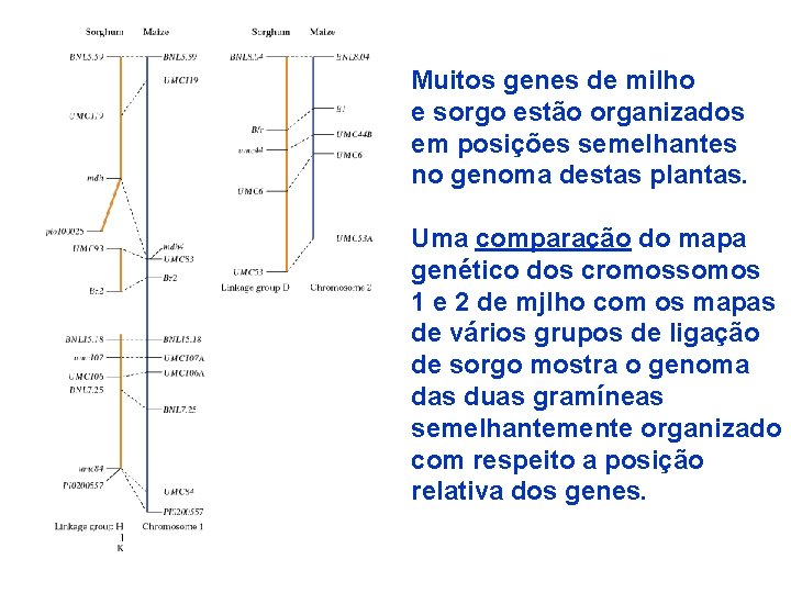 Muitos genes de milho e sorgo estão organizados em posições semelhantes no genoma destas