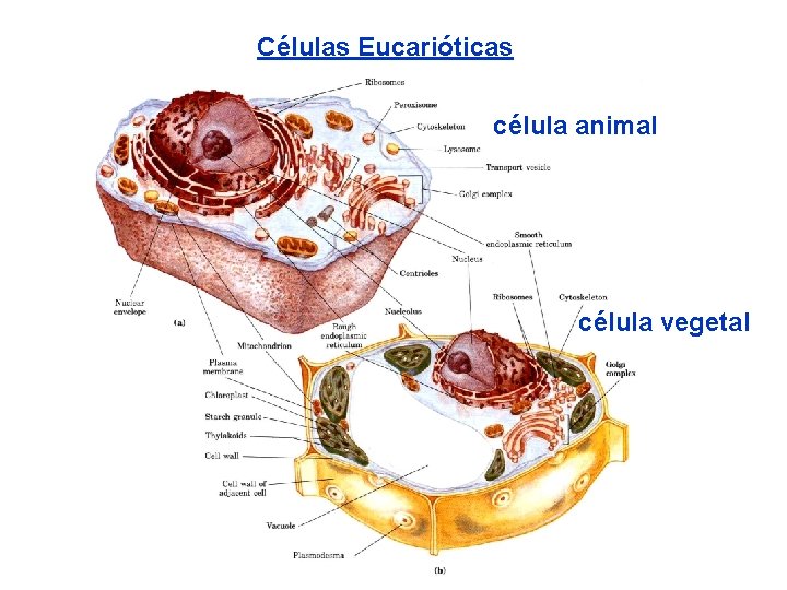 Células Eucarióticas célula animal célula vegetal 