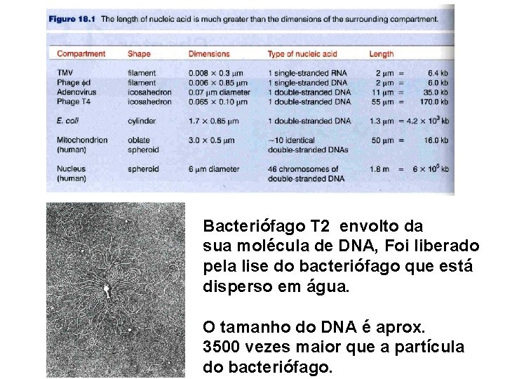 Bacteriófago T 2 envolto da sua molécula de DNA, Foi liberado pela lise do