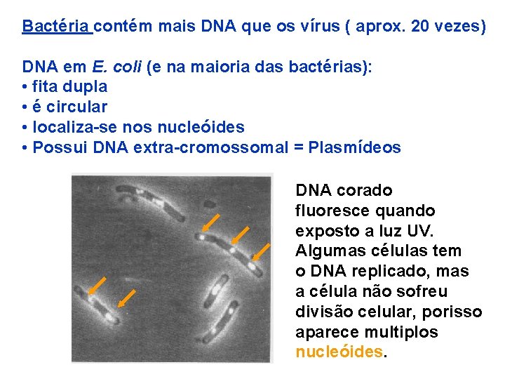 Bactéria contém mais DNA que os vírus ( aprox. 20 vezes) DNA em E.