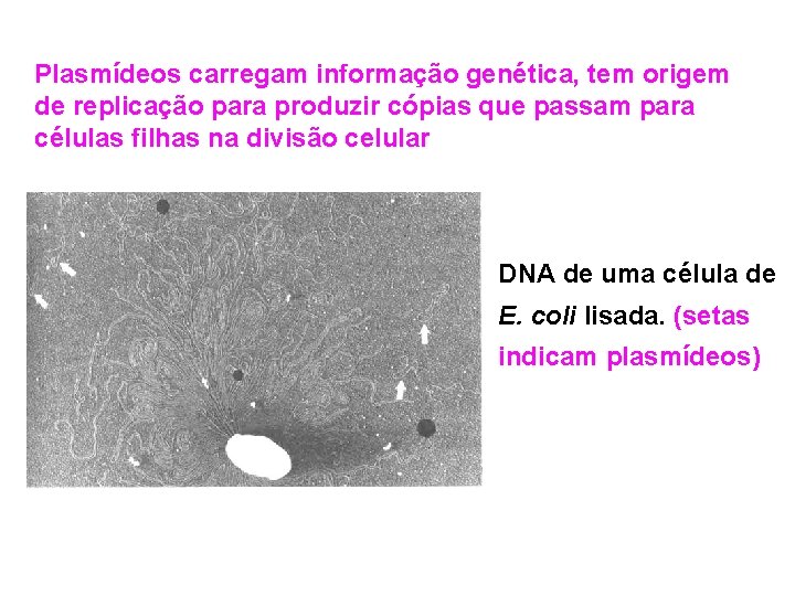 Plasmídeos carregam informação genética, tem origem de replicação para produzir cópias que passam para