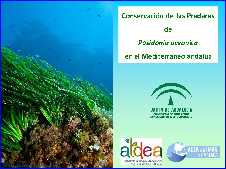 Conservación de las Praderas de Posidonia oceanica en el Mediterráneo andaluz 