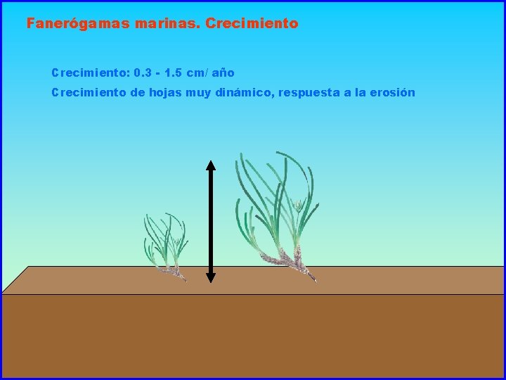 Fanerógamas marinas. Crecimiento: 0. 3 - 1. 5 cm/ año Crecimiento de hojas muy