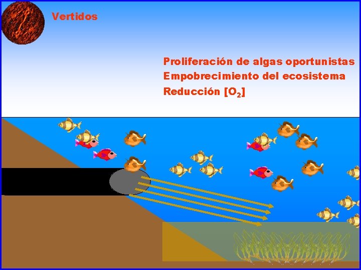 Vertidos Proliferación de algas oportunistas Empobrecimiento del ecosistema Reducción [O 2] 