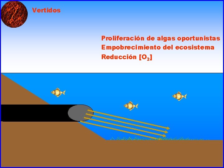 Vertidos Proliferación de algas oportunistas Empobrecimiento del ecosistema Reducción [O 2] 