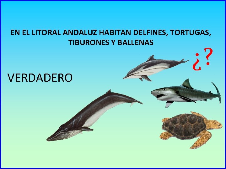 EN EL LITORAL ANDALUZ HABITAN DELFINES, TORTUGAS, TIBURONES Y BALLENAS VERDADERO ¿? 