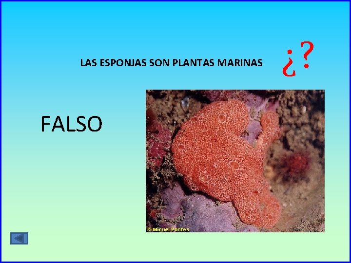 LAS ESPONJAS SON PLANTAS MARINAS FALSO ¿? 