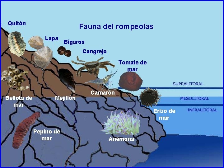 Quitón Fauna del rompeolas Lapa Bígaros Cangrejo Tomate de mar Bellota de mar Mejillón