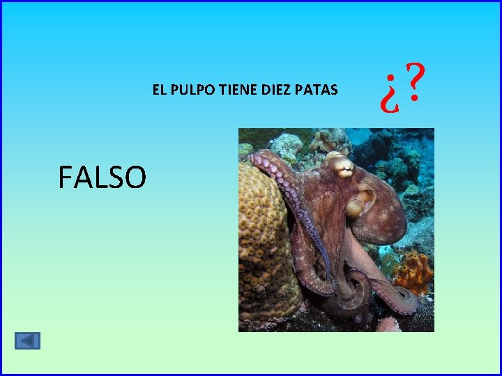 EL PULPO TIENE DIEZ PATAS FALSO ¿? 