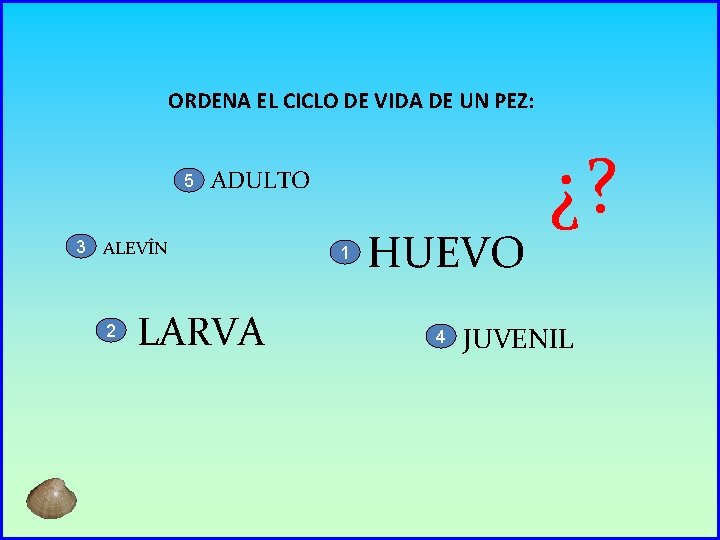 ORDENA EL CICLO DE VIDA DE UN PEZ: 5 ADULTO 3 ALEVÍN 2 LARVA