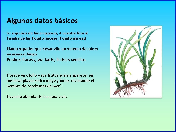 Algunos datos básicos 60 especies de fanerogamas, 4 nuestro litoral Familia de las Posidoniaceae