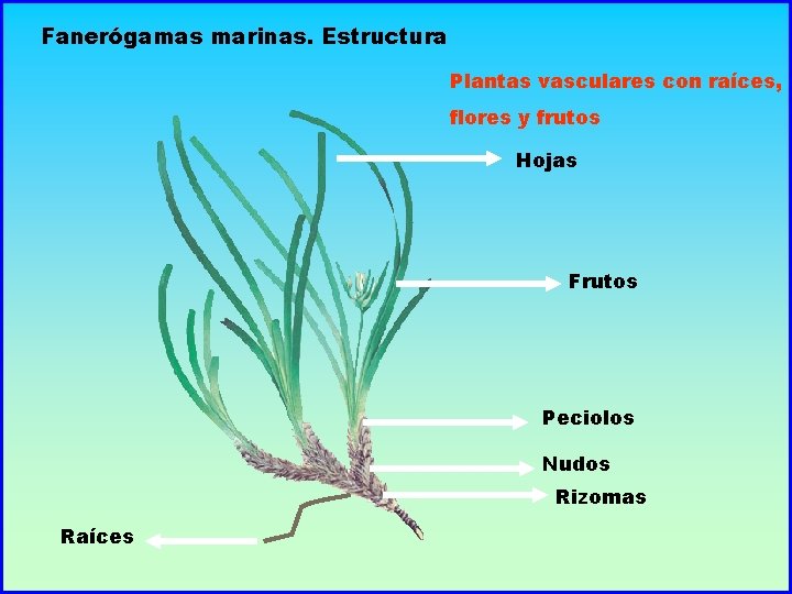 Fanerógamas marinas. Estructura Plantas vasculares con raíces, flores y frutos Hojas Frutos Peciolos Nudos