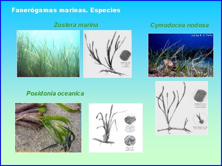 Fanerógamas marinas. Especies Zostera marina Posidonia oceanica Cymodocea nodosa 