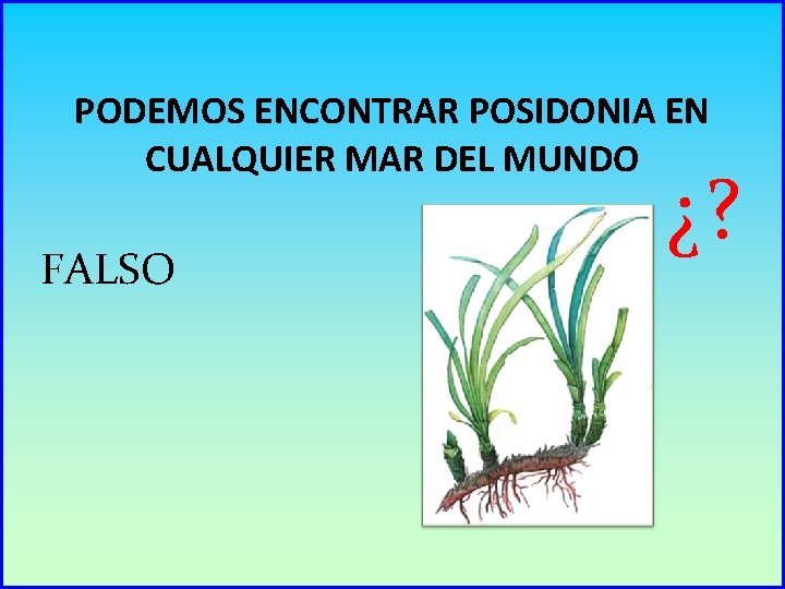 PODEMOS ENCONTRAR POSIDONIA EN CUALQUIER MAR DEL MUNDO FALSO ¿? 