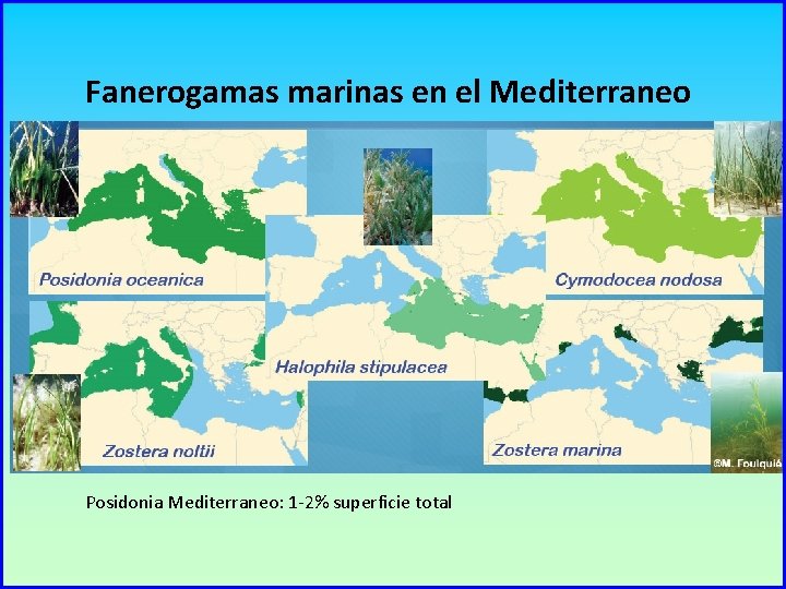 Fanerogamas marinas en el Mediterraneo Posidonia Mediterraneo: 1 -2% superficie total 