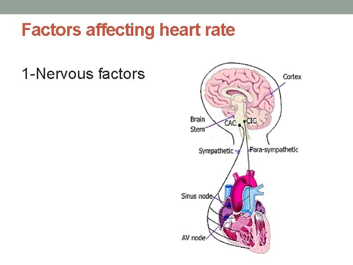 Factors affecting heart rate 1 -Nervous factors 
