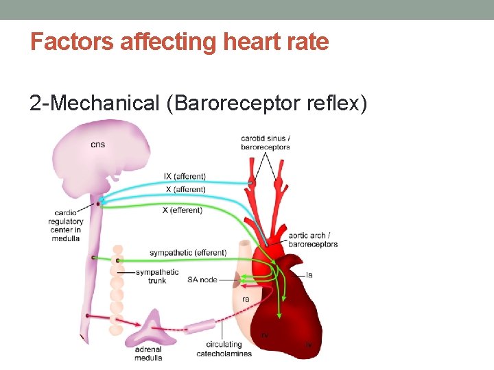 Factors affecting heart rate 2 -Mechanical (Baroreceptor reflex) 