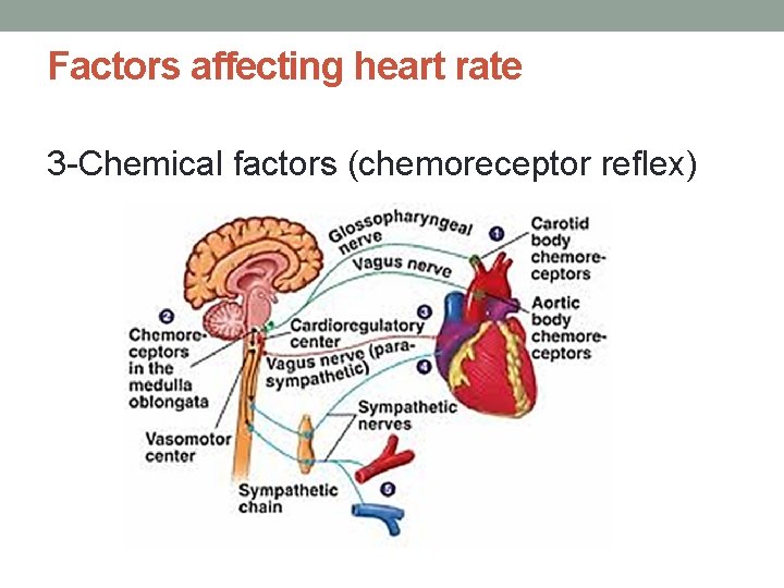 Factors affecting heart rate 3 -Chemical factors (chemoreceptor reflex) 