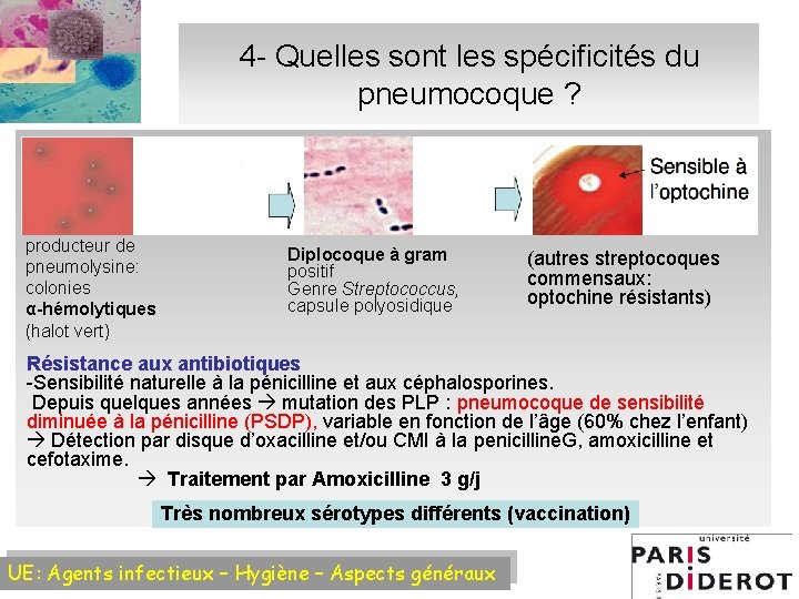 4 - Quelles sont les spécificités du pneumocoque ? producteur de pneumolysine: colonies α-hémolytiques