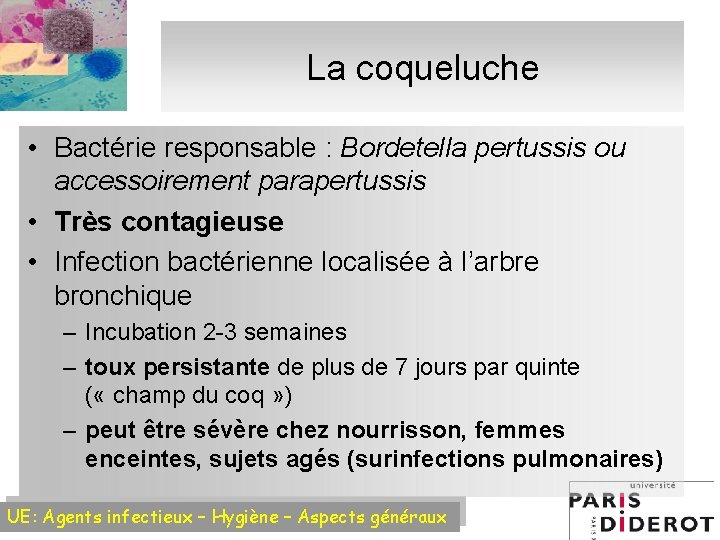 La coqueluche • Bactérie responsable : Bordetella pertussis ou accessoirement parapertussis • Très contagieuse