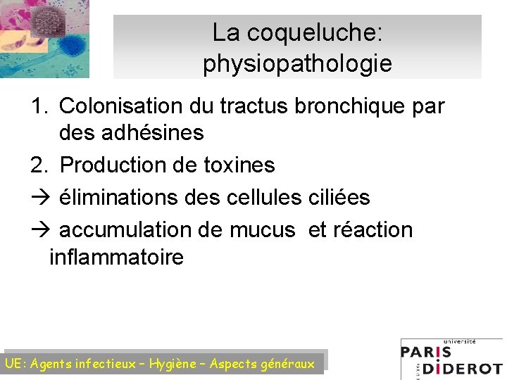 La coqueluche: physiopathologie 1. Colonisation du tractus bronchique par des adhésines 2. Production de