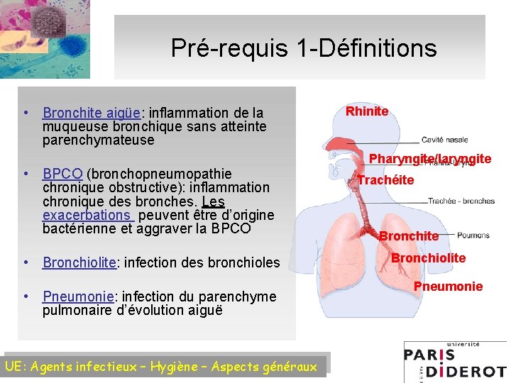 Pré-requis 1 -Définitions • Bronchite aigüe: inflammation de la muqueuse bronchique sans atteinte parenchymateuse