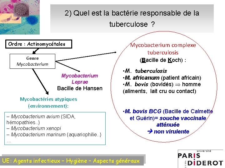 2) Quel est la bactérie responsable de la tuberculose ? Ordre : Actinomycétales Genre