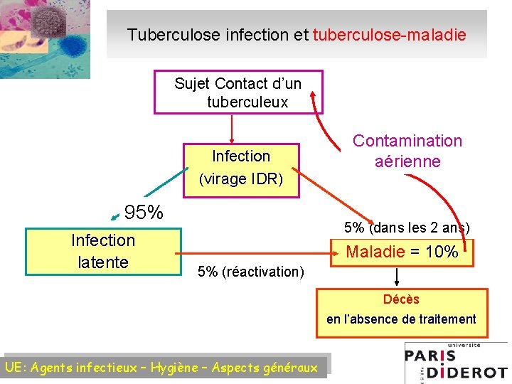 Tuberculose infection et tuberculose-maladie Sujet Contact d’un tuberculeux Infection (virage IDR) 95% Infection latente